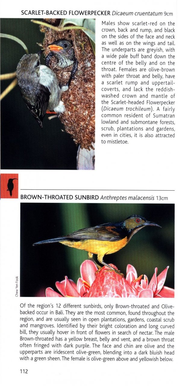 POCKET PHOTO GUIDE TO THE BIRDS OF JAVA, SUMATRA AND BALI 4