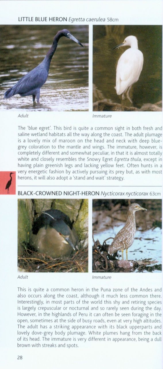 POCKET PHOTO GUIDE TO THE BIRDS OF PERU 2