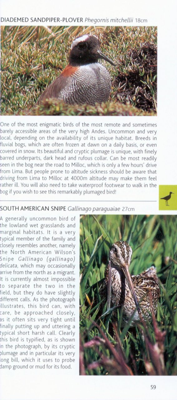 POCKET PHOTO GUIDE TO THE BIRDS OF PERU 3
