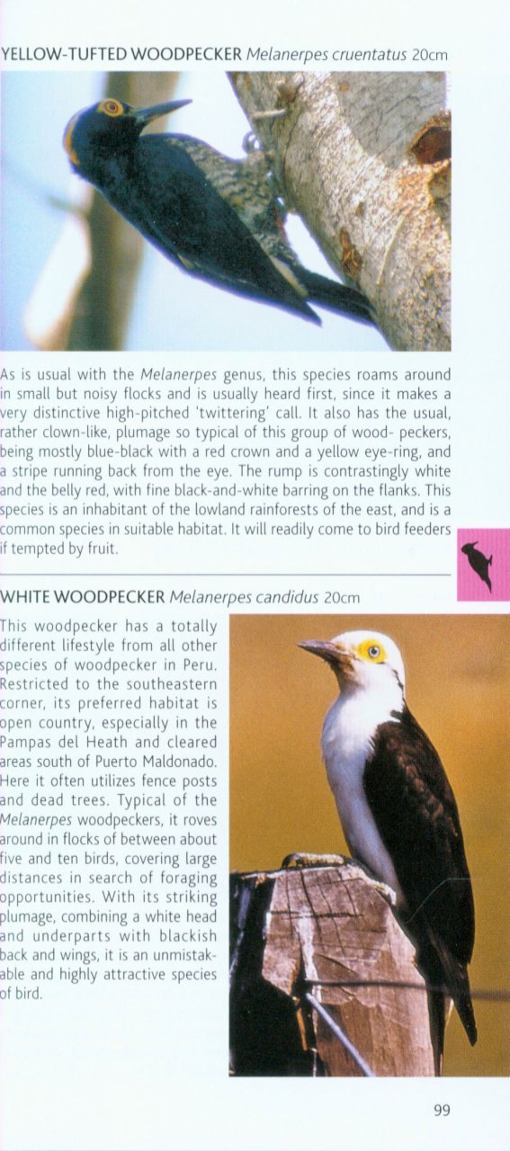 POCKET PHOTO GUIDE TO THE BIRDS OF PERU 4