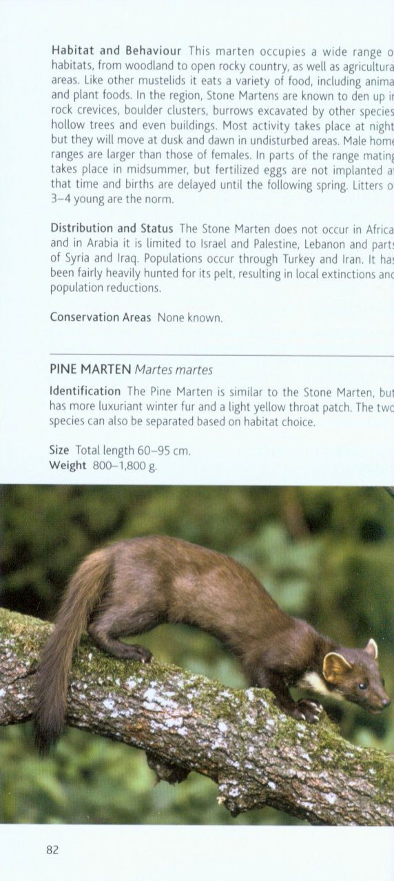 POCKET PHOTO GUIDE TO THE MAMMALS OF NORTH AFRICA AND THE MIDDLE EAST 4