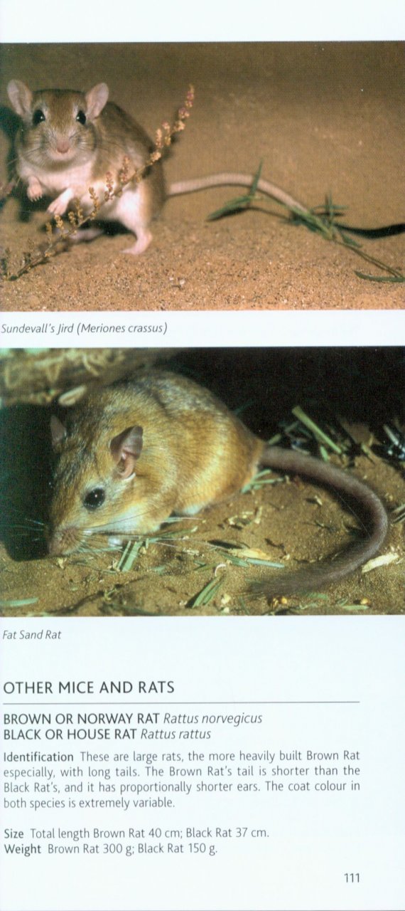 POCKET PHOTO GUIDE TO THE MAMMALS OF NORTH AFRICA AND THE MIDDLE EAST 5