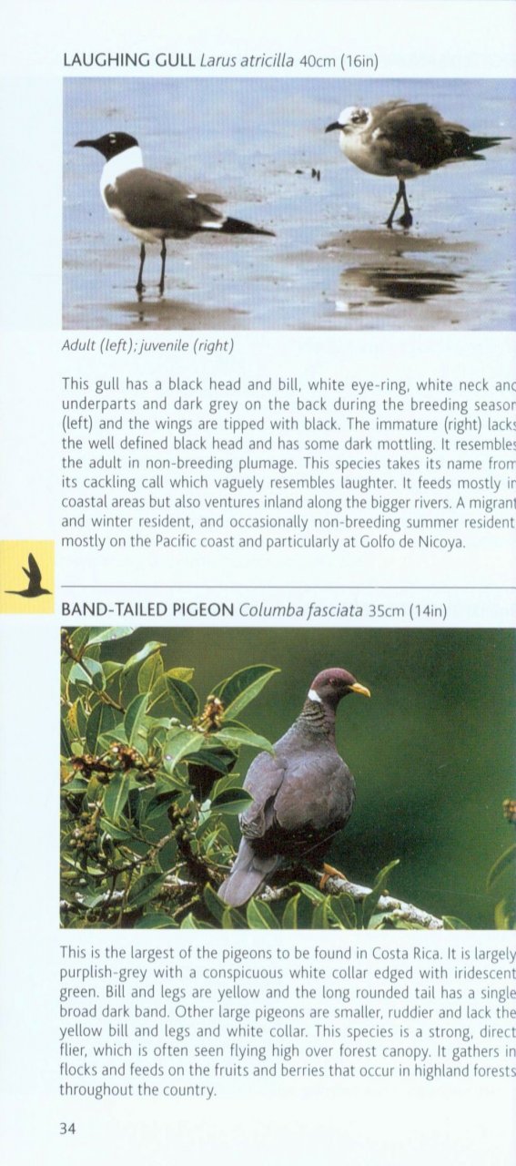 POCKET PHOTO GUIDE TO THE BIRDS OF COSTA RICA 2