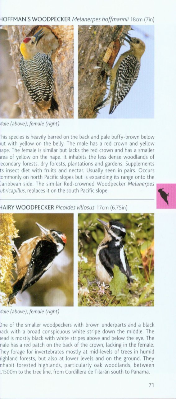 POCKET PHOTO GUIDE TO THE BIRDS OF COSTA RICA 4