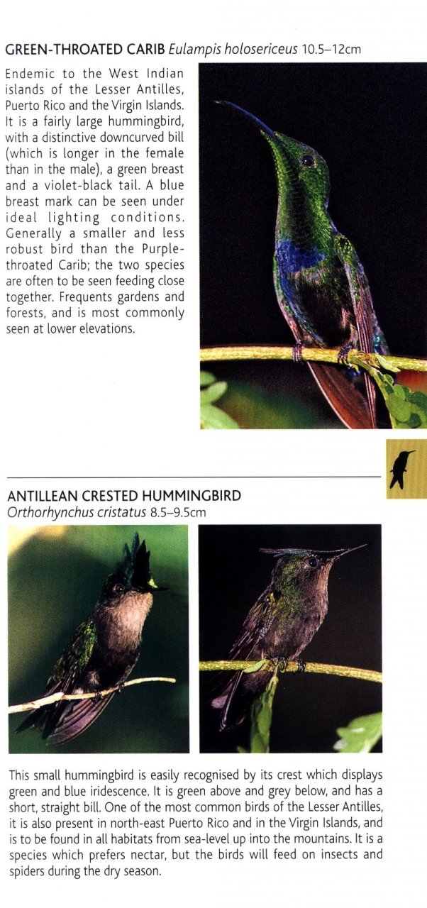 POCKET PHOTO GUIDE TO THE BIRDS OF THE WEST INDIES 3