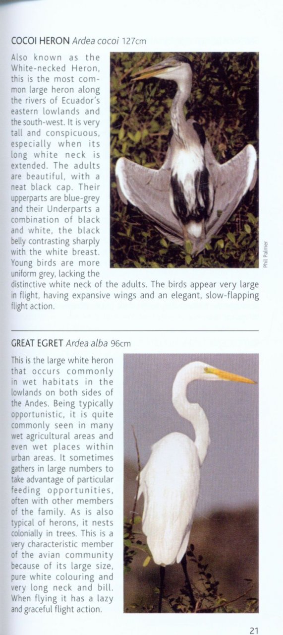 POCKET PHOTO GUIDE TO THE BIRDS OF ECUADOR AND GALAPAGOS 2