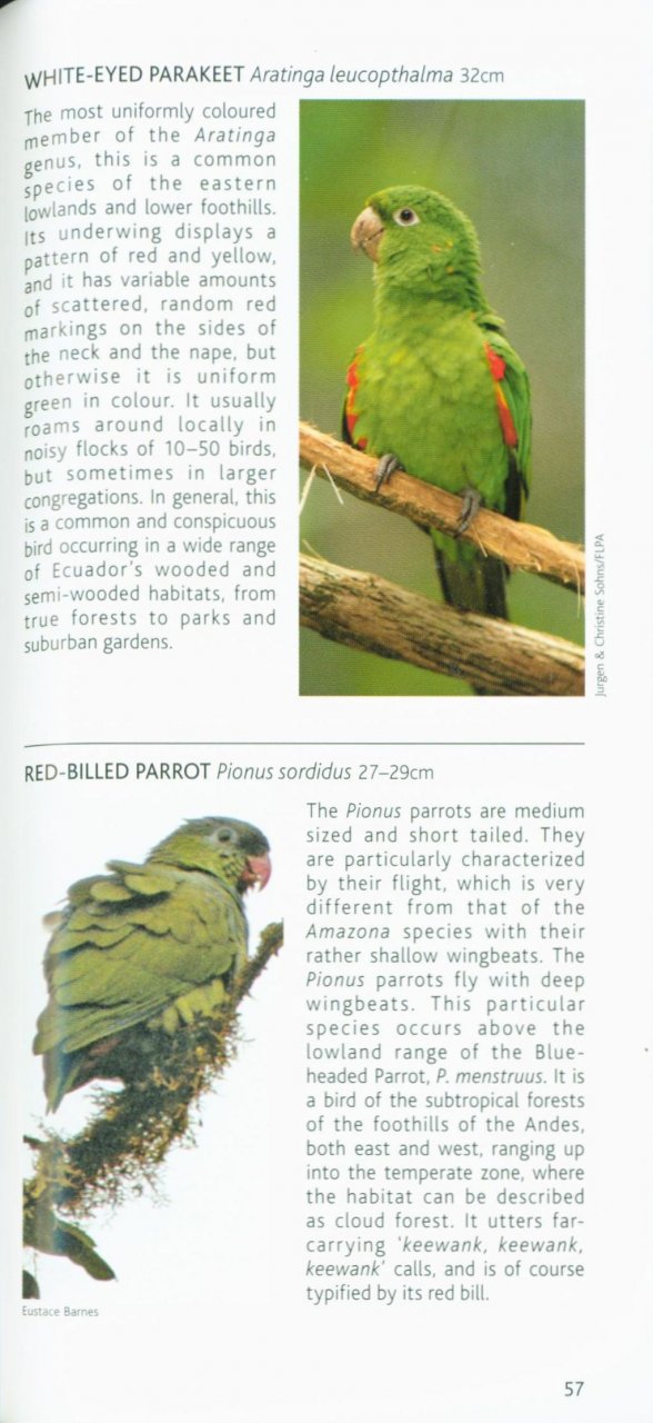 POCKET PHOTO GUIDE TO THE BIRDS OF ECUADOR AND GALAPAGOS 3