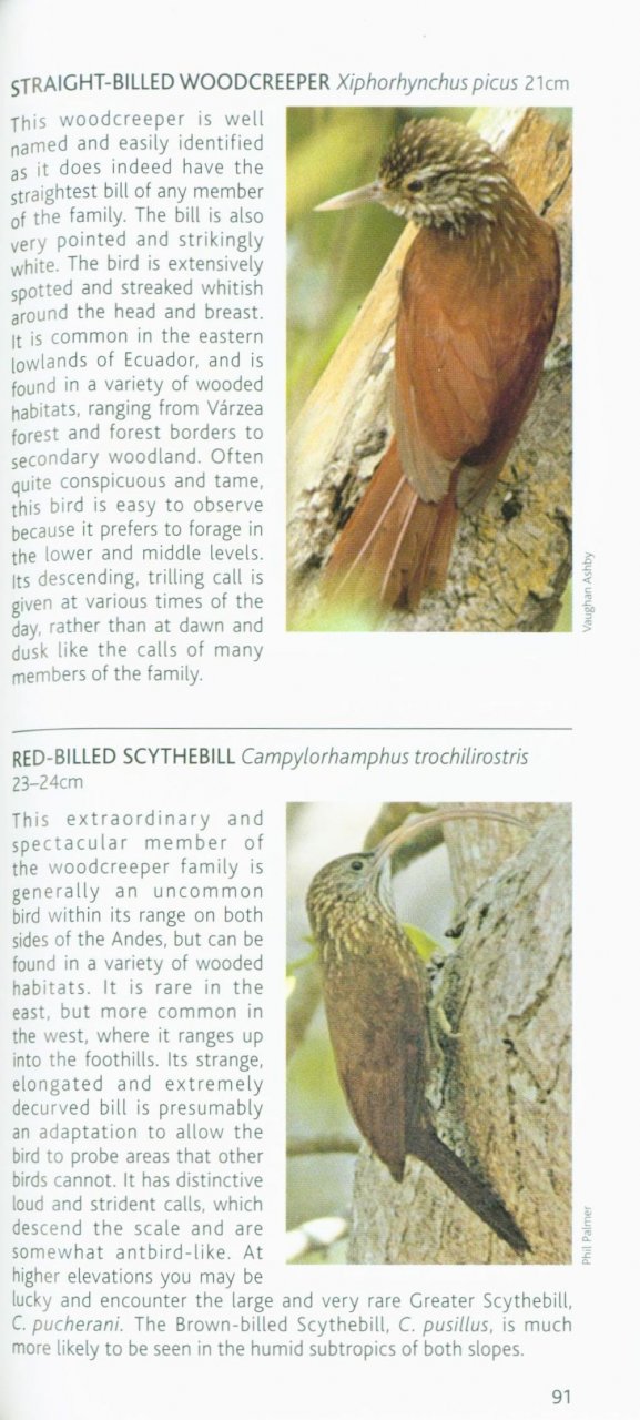 POCKET PHOTO GUIDE TO THE BIRDS OF ECUADOR AND GALAPAGOS 4