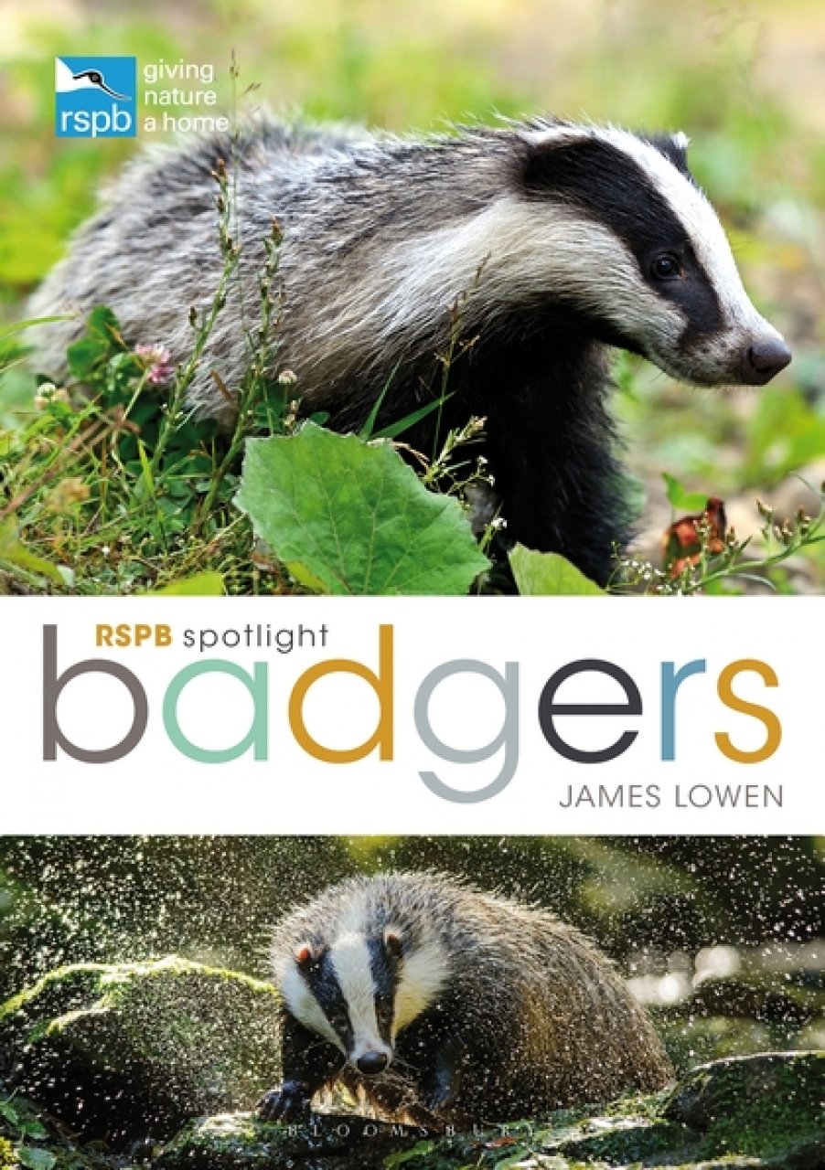 RSPB SPOTLIGHT: BADGERS 1