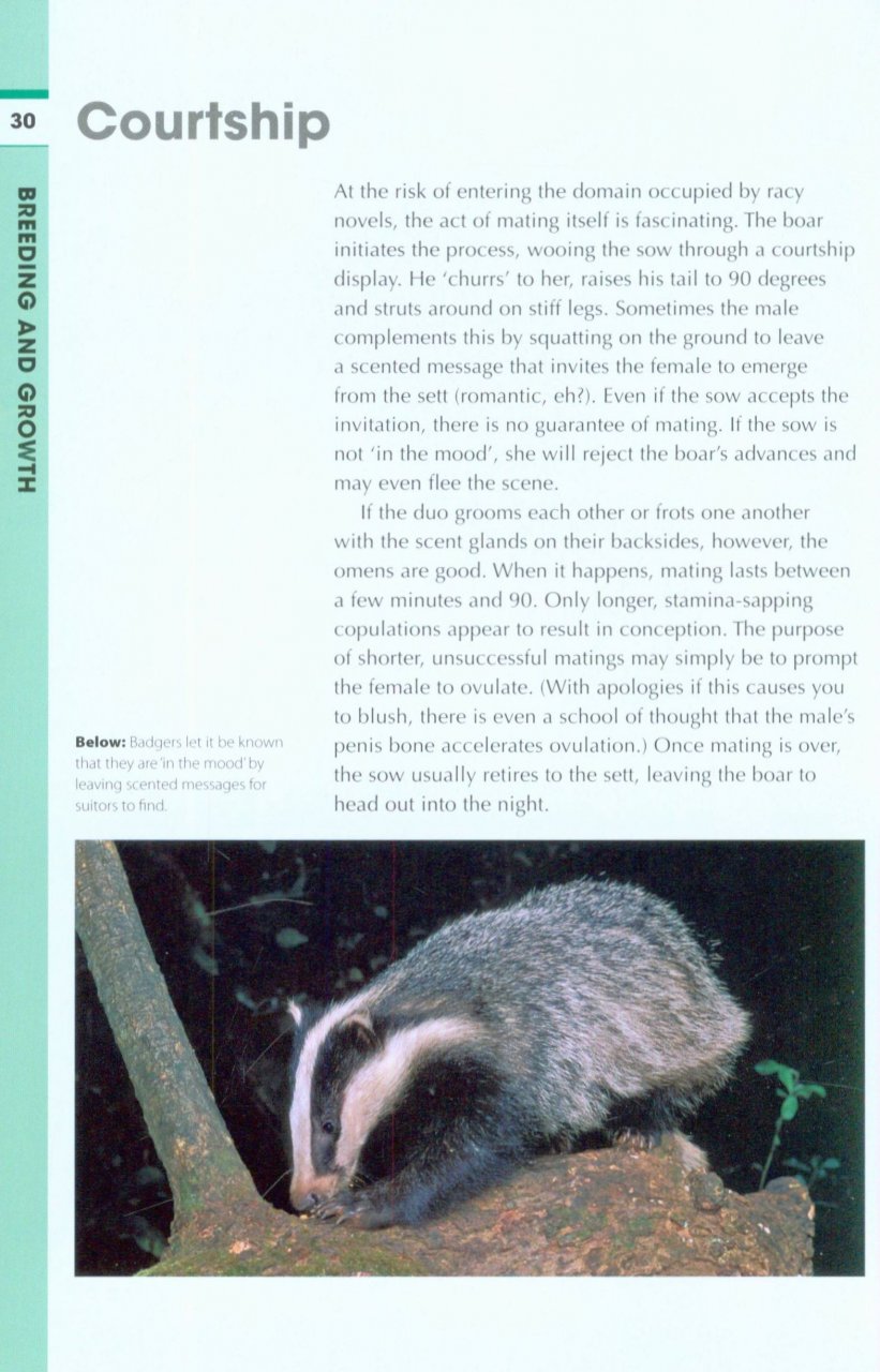 RSPB SPOTLIGHT: BADGERS 2