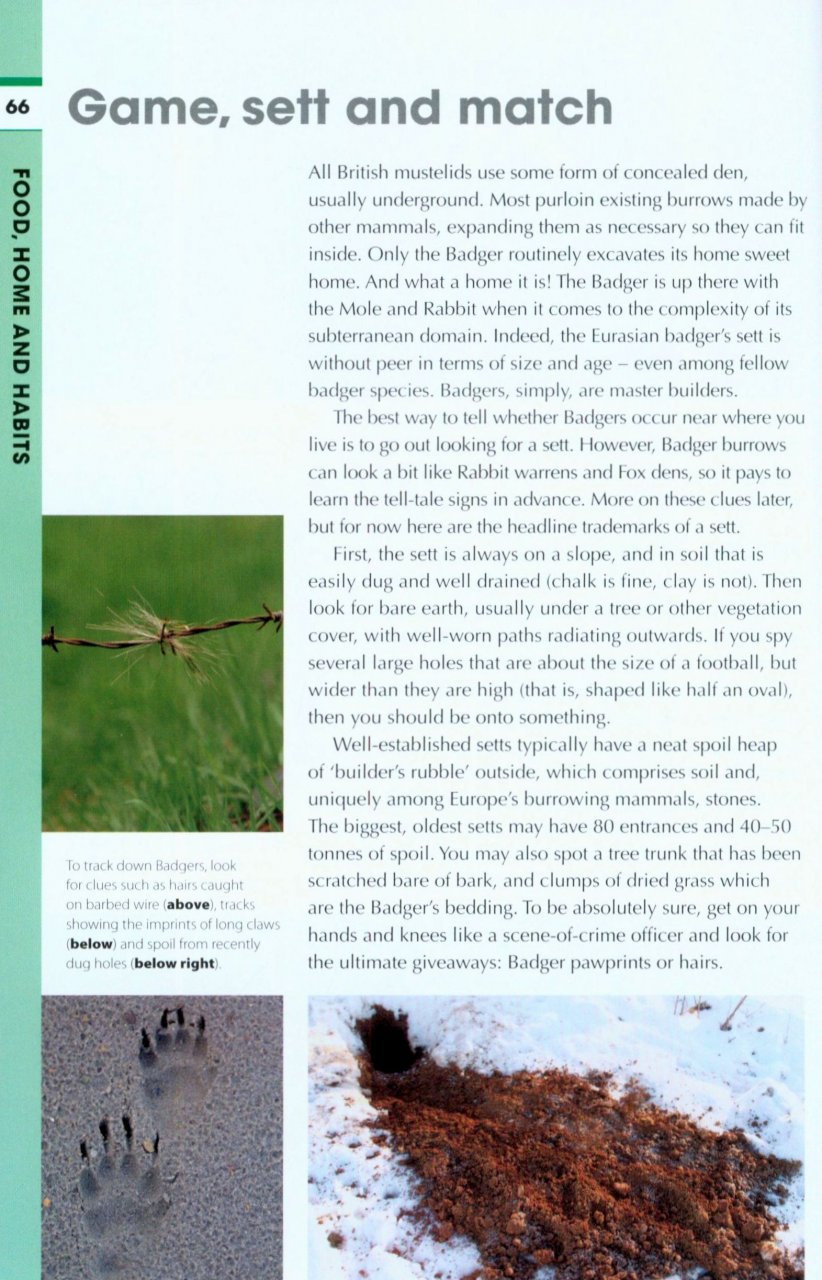 RSPB SPOTLIGHT: BADGERS 3