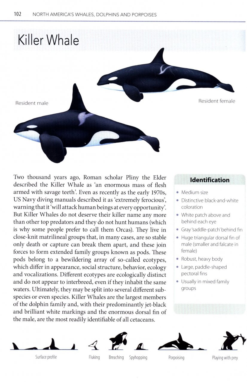 MARK CARWARDINE'S GUIDE TO WHALE WATCHING IN NORTH AMERICA 3