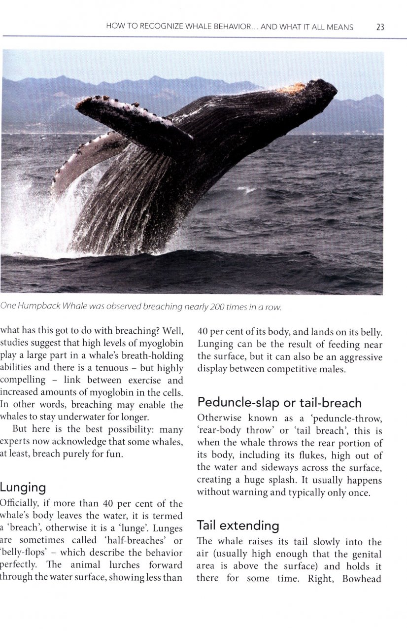 MARK CARWARDINE'S GUIDE TO WHALE WATCHING IN NORTH AMERICA 4