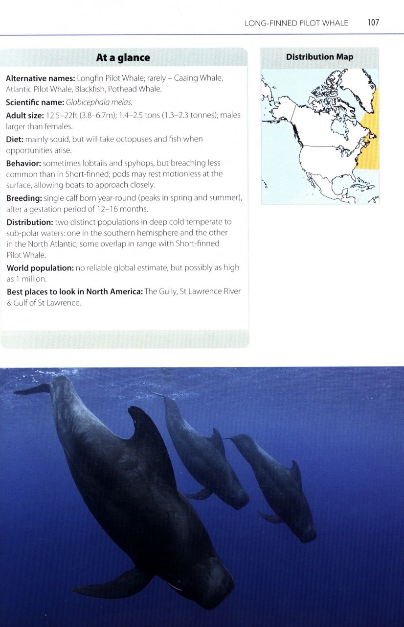 MARK CARWARDINE'S GUIDE TO WHALE WATCHING IN NORTH AMERICA 5