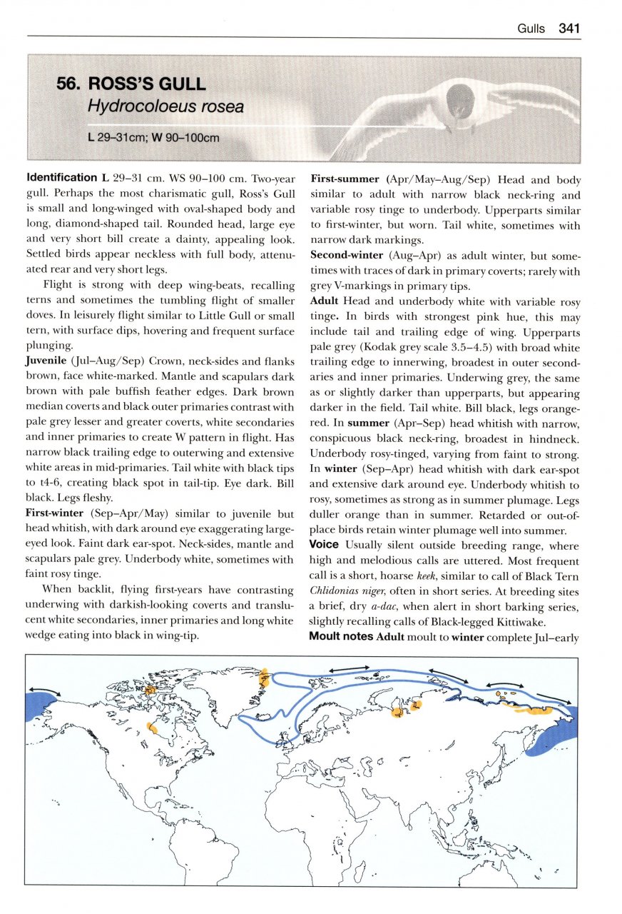GULLS OF THE WORLD. A PHOTOGRAPHIC GUIDE 2