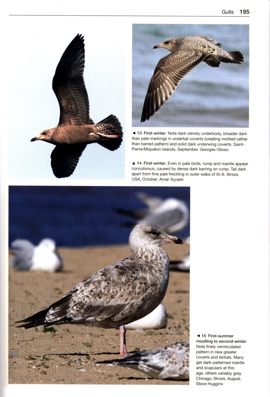 GULLS OF THE WORLD. A PHOTOGRAPHIC GUIDE 3