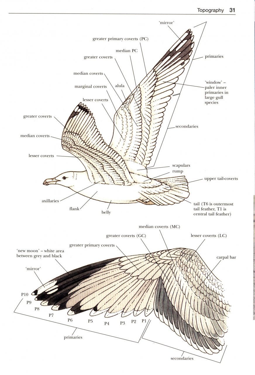 GULLS OF THE WORLD. A PHOTOGRAPHIC GUIDE 4