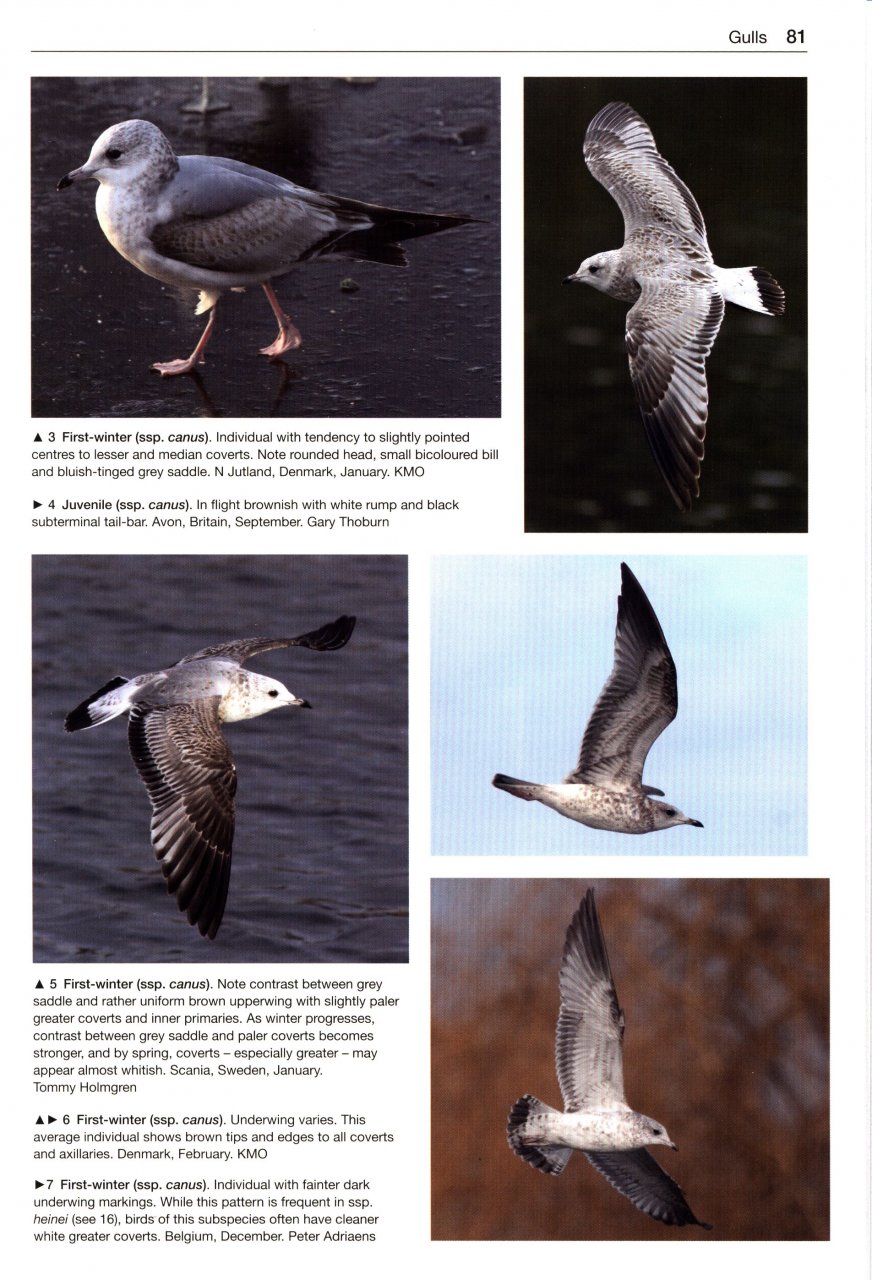 GULLS OF THE WORLD. A PHOTOGRAPHIC GUIDE 6