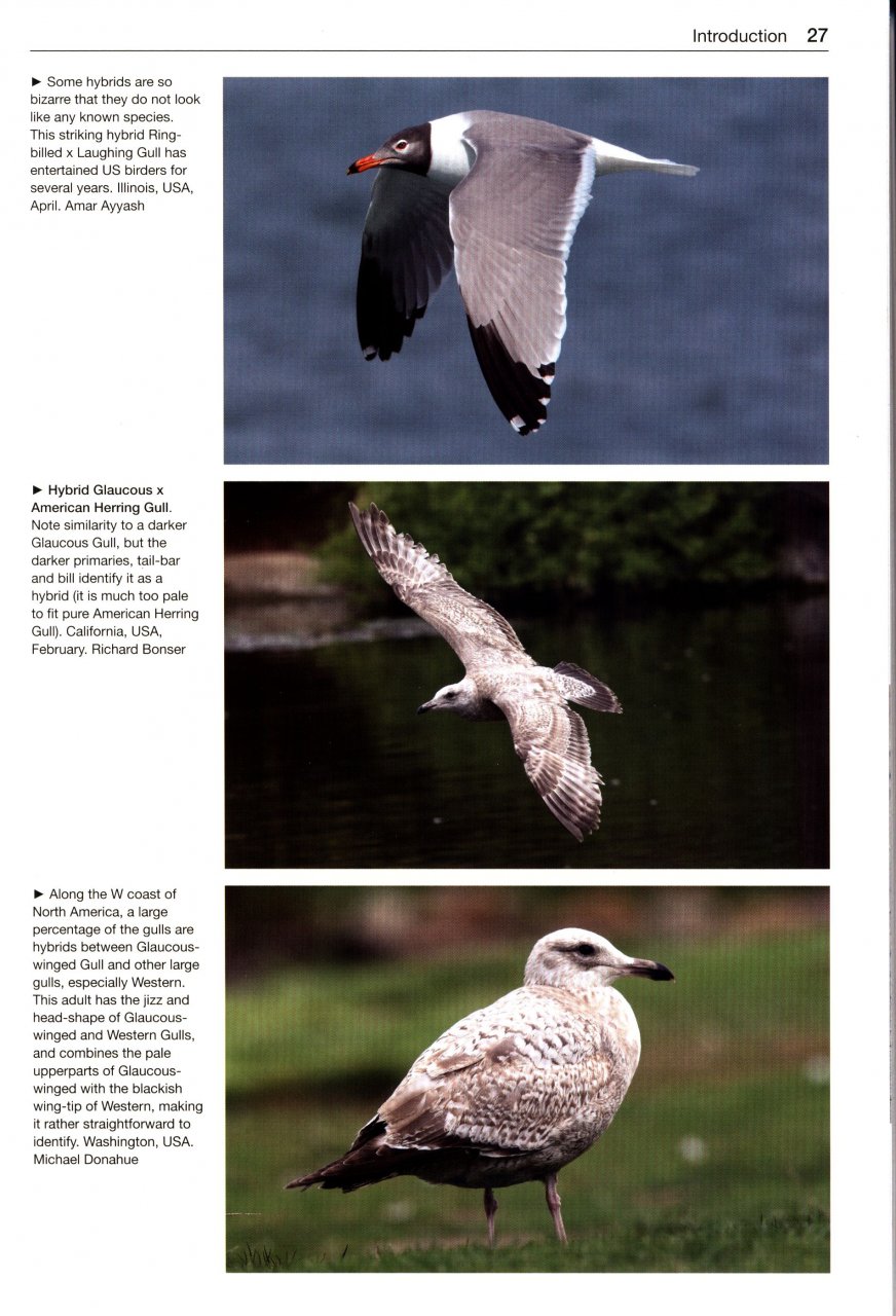 GULLS OF THE WORLD. A PHOTOGRAPHIC GUIDE 7