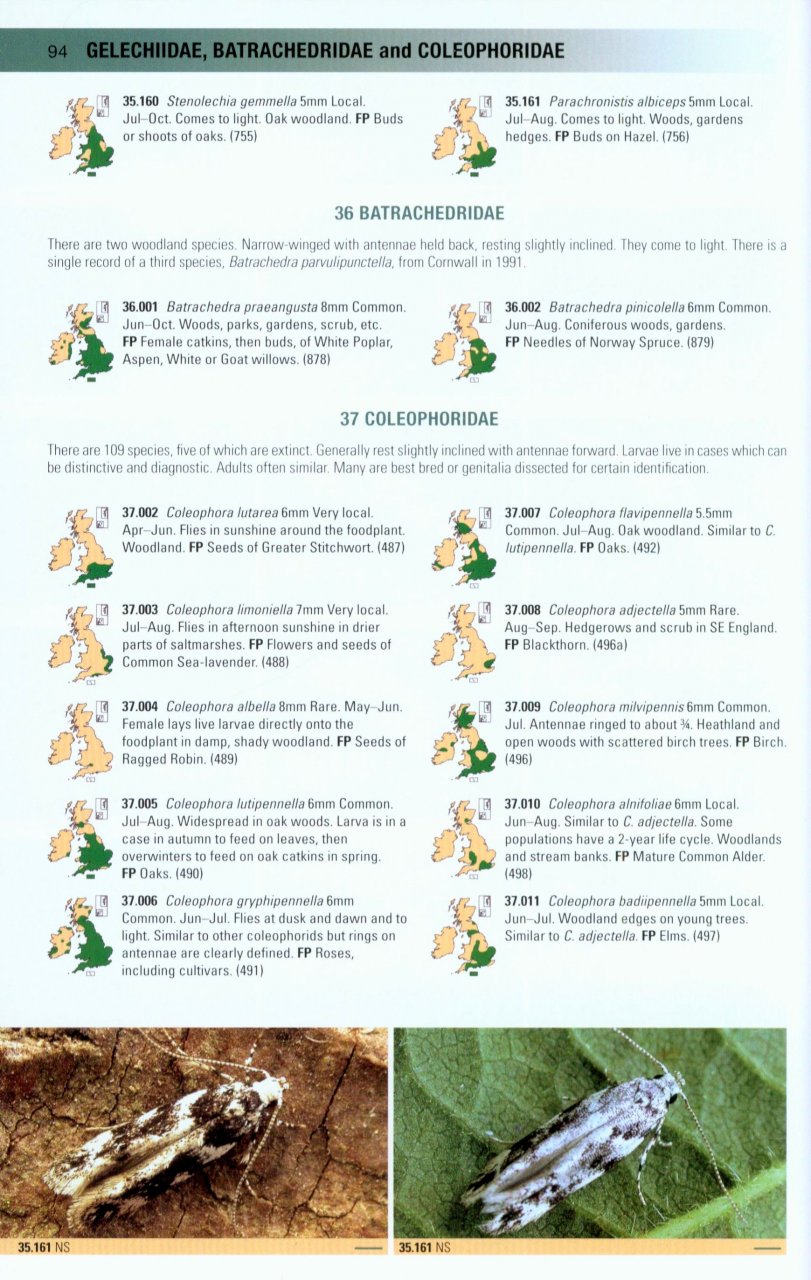 BRITISH MOTHS. A PHOTOGRAPHIC GUIDE TO THE MOTHS OF BRITAIN AND IRELAND 2