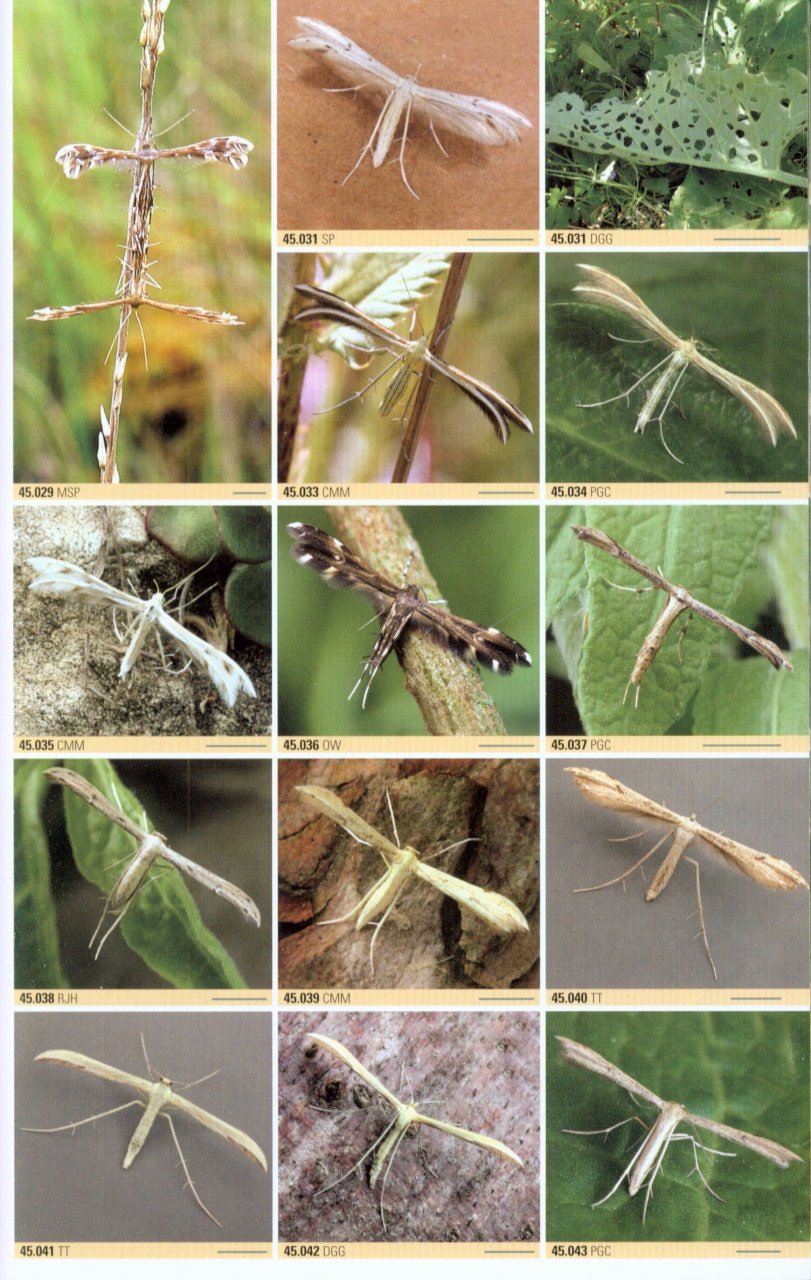 BRITISH MOTHS. A PHOTOGRAPHIC GUIDE TO THE MOTHS OF BRITAIN AND IRELAND 3