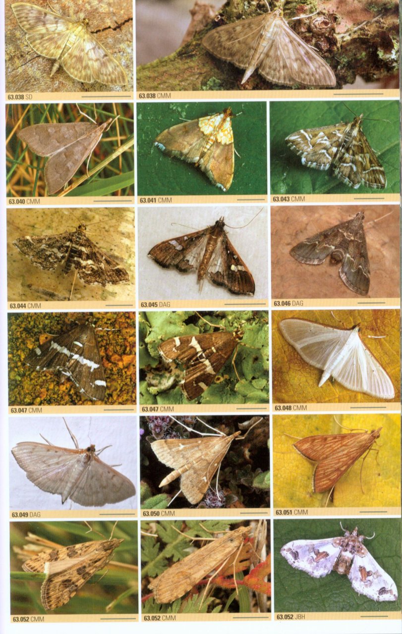 BRITISH MOTHS. A PHOTOGRAPHIC GUIDE TO THE MOTHS OF BRITAIN AND IRELAND 4