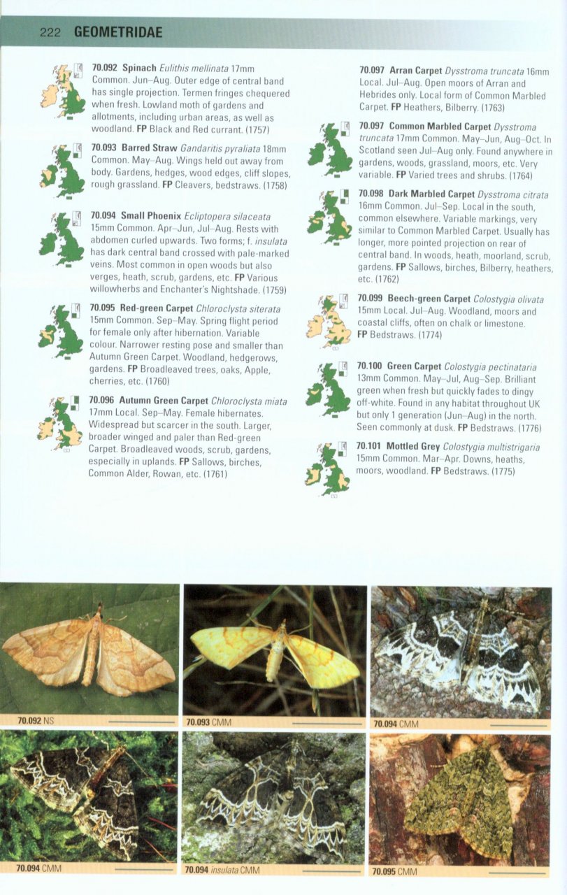 BRITISH MOTHS. A PHOTOGRAPHIC GUIDE TO THE MOTHS OF BRITAIN AND IRELAND 5