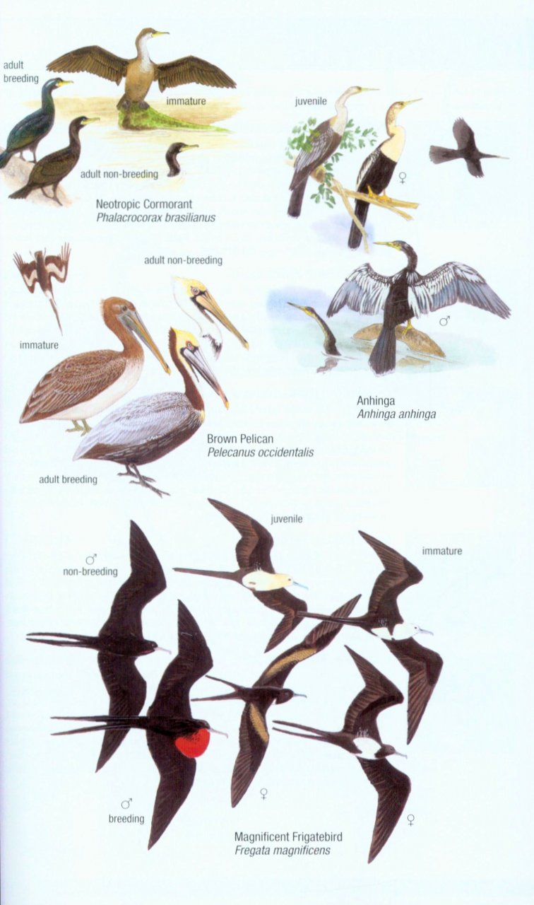 HELM FIELD GUIDES. BIRDS OF VENEZUELA 2