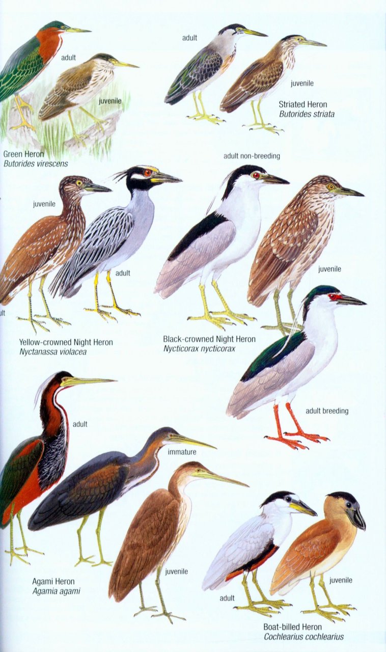 HELM FIELD GUIDES. BIRDS OF VENEZUELA 4