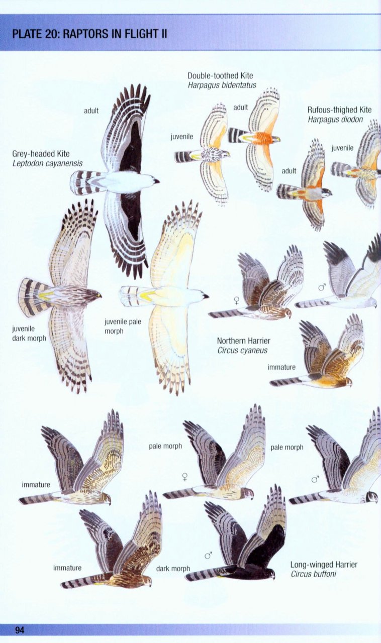 HELM FIELD GUIDES. BIRDS OF VENEZUELA 5