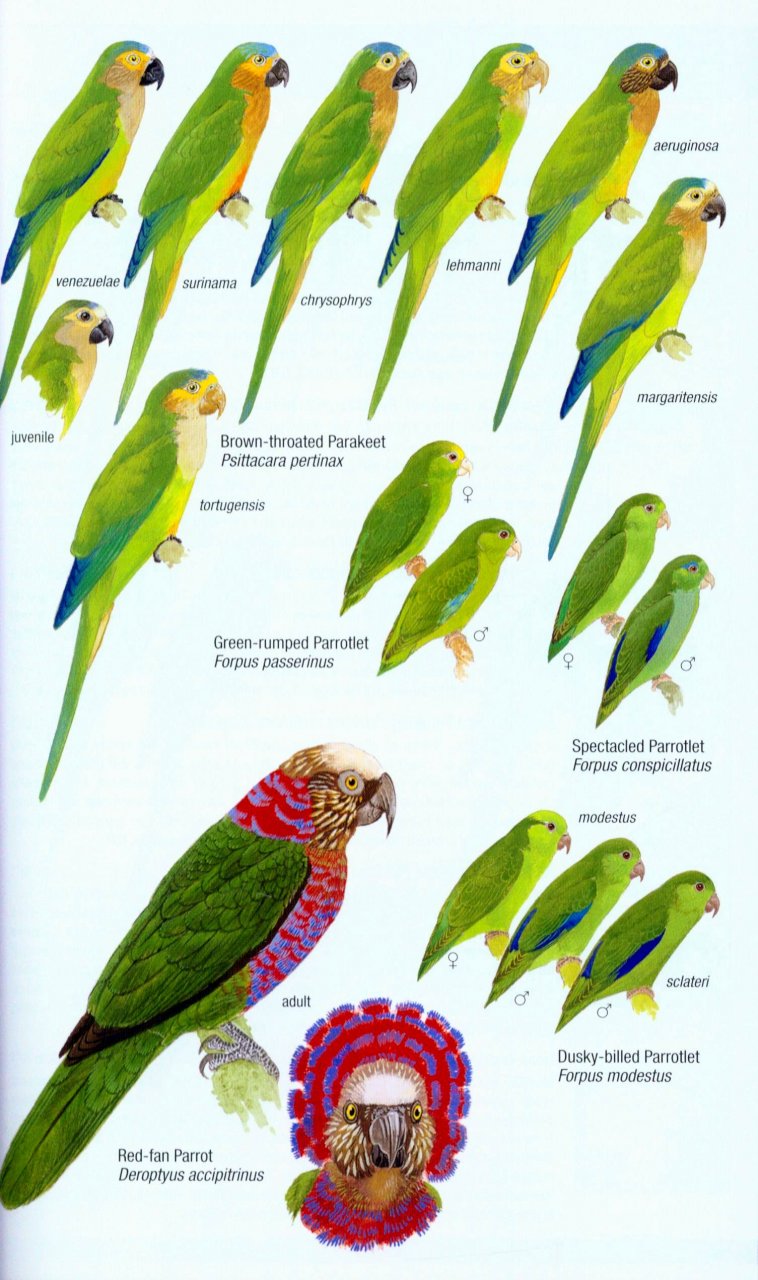 HELM FIELD GUIDES. BIRDS OF VENEZUELA 6