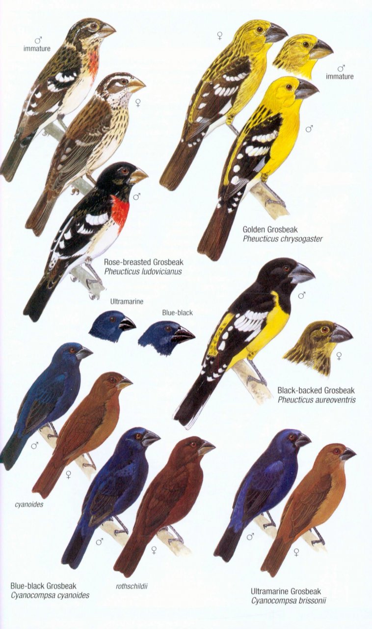 HELM FIELD GUIDES. BIRDS OF VENEZUELA 7