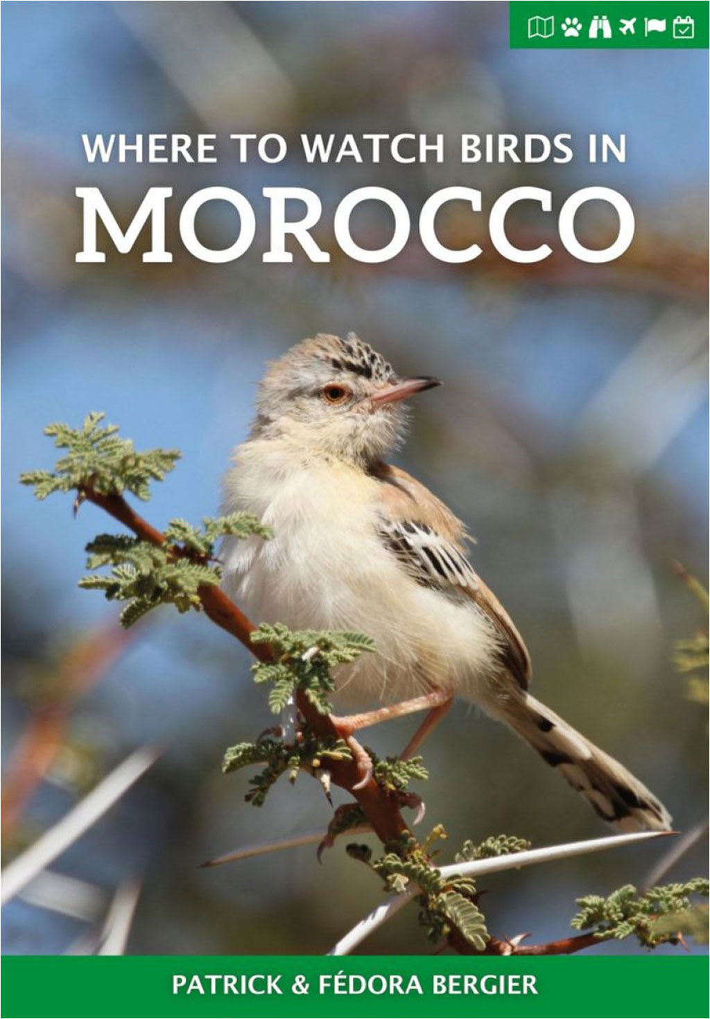 WHERE TO WATCH BIRDS IN MOROCCO