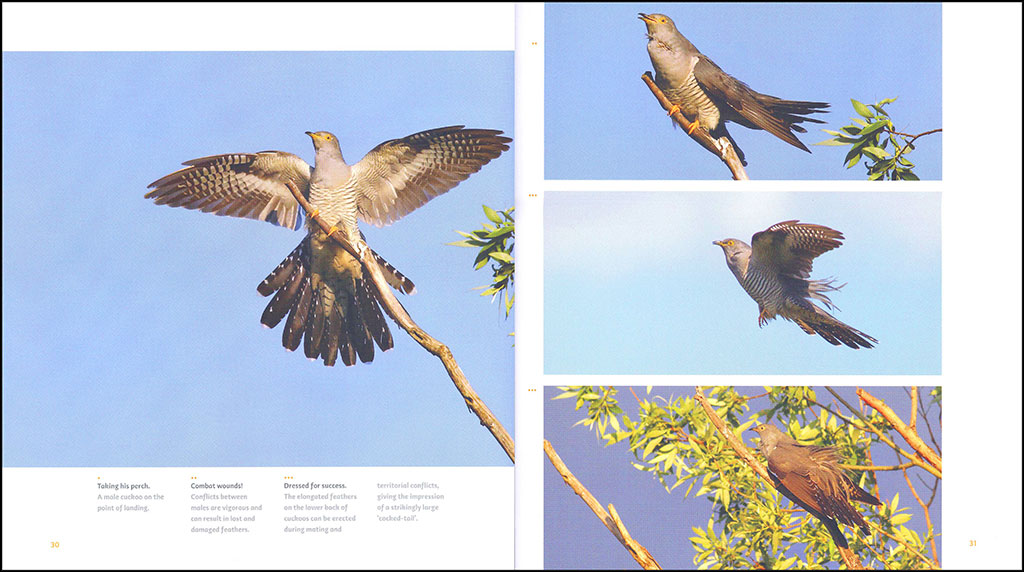 THE CUCKOO: THE UNINVITED GUEST 2