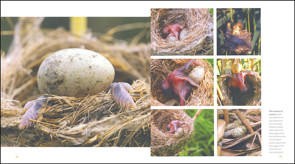 THE CUCKOO: THE UNINVITED GUEST 3