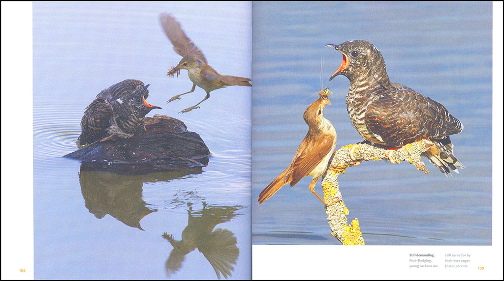 THE CUCKOO: THE UNINVITED GUEST 4