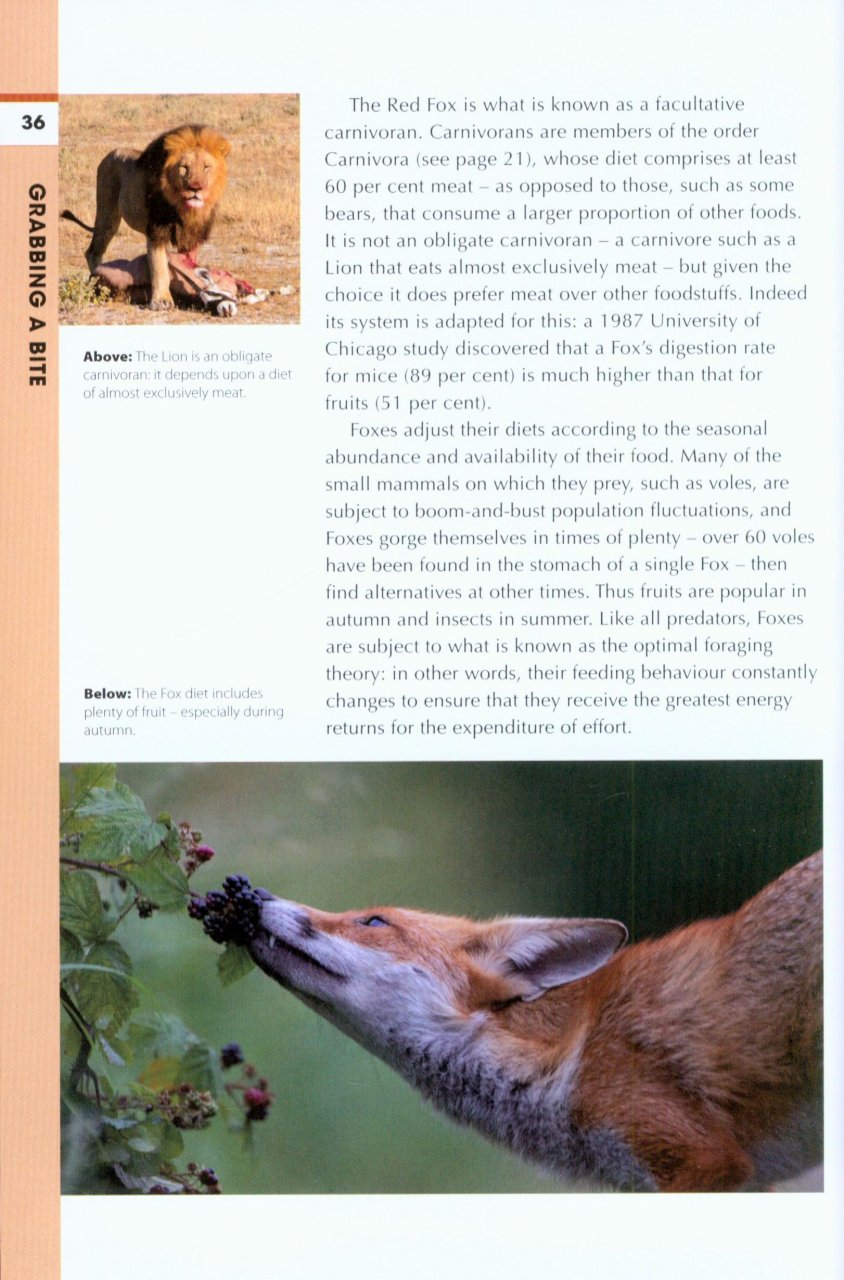 RSPB SPOTLIGHT: FOXES 2