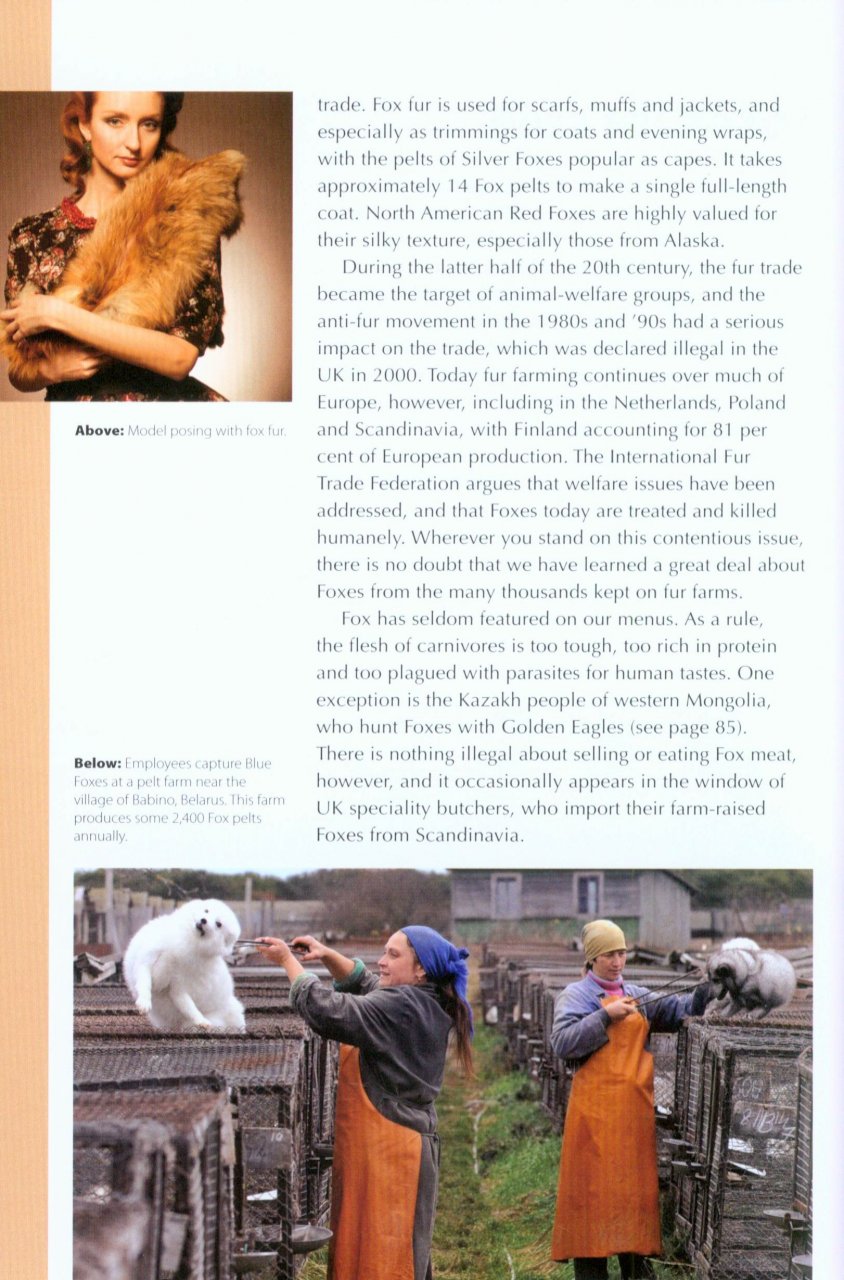 RSPB SPOTLIGHT: FOXES 3