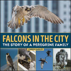 FALCONS IN THE CITY. THE STORY OF A PEREGRINE FAMILY