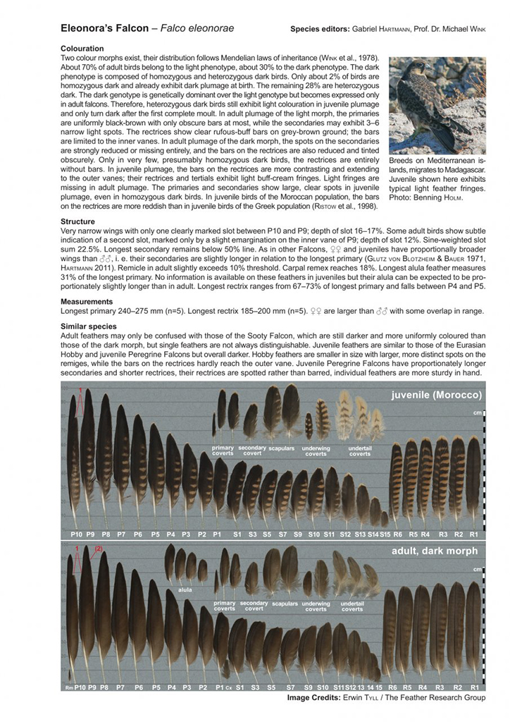 ATLAS OF FEATHERS FOR WESTERN PALEARCTIC BIRDS (PASSERINES) - CONCISE EDITION 2