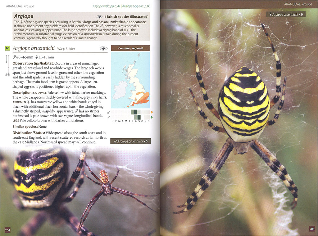 BRITAIN'S SPIDERS: A FIELD GUIDE 2