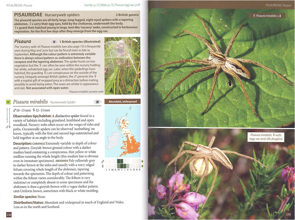 BRITAIN'S SPIDERS: A FIELD GUIDE 3