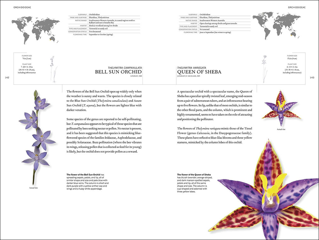 THE BOOK OF ORCHIDS: A LIFE-SIZE GUIDE TO SIX HUNDRED SPECIES FROM AROUND THE WORLD 2