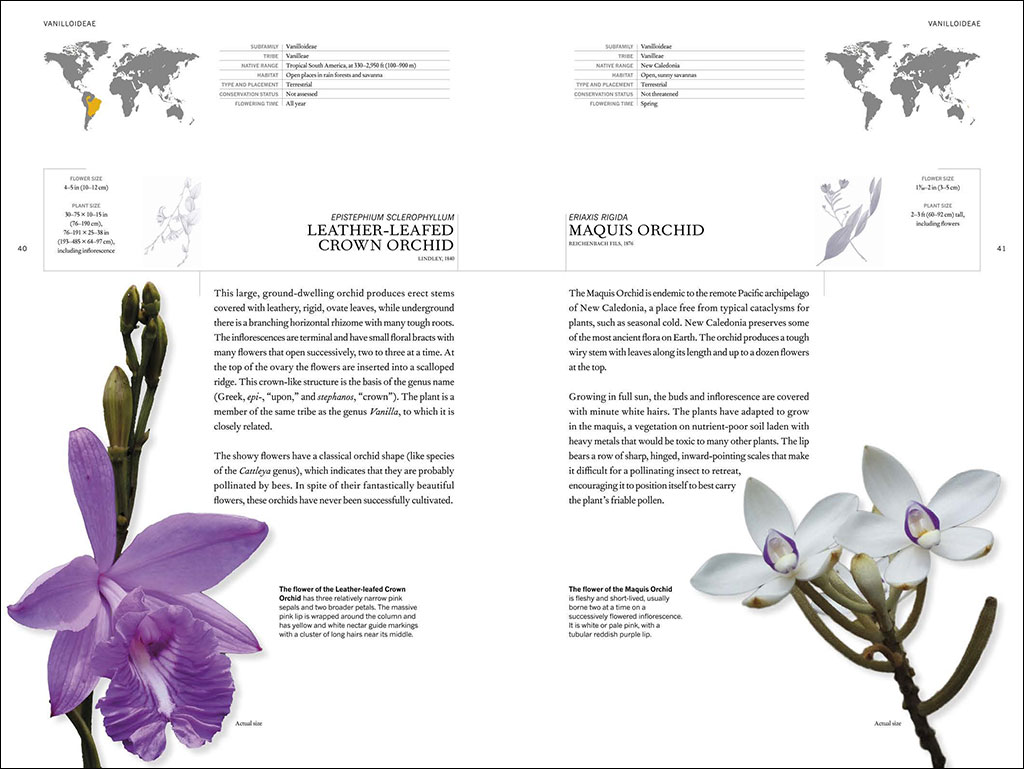 THE BOOK OF ORCHIDS: A LIFE-SIZE GUIDE TO SIX HUNDRED SPECIES FROM AROUND THE WORLD 3