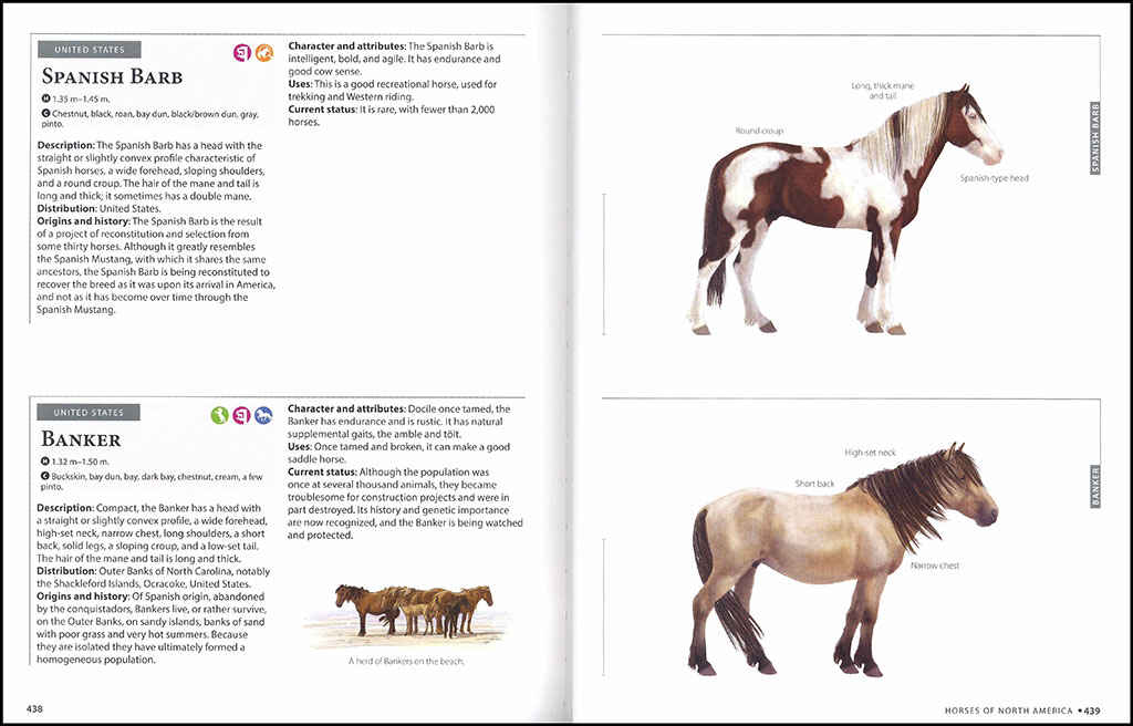 HORSES OF THE WORLD 4