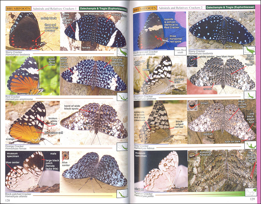A SWIFT GUIDE TO BUTTERFLIES OF MEXICO AND CENTRAL AMERICA. 2ND ED. 2