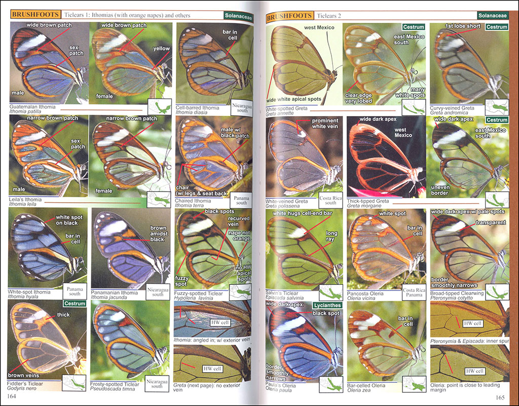 A SWIFT GUIDE TO BUTTERFLIES OF MEXICO AND CENTRAL AMERICA. 2ND ED. 3