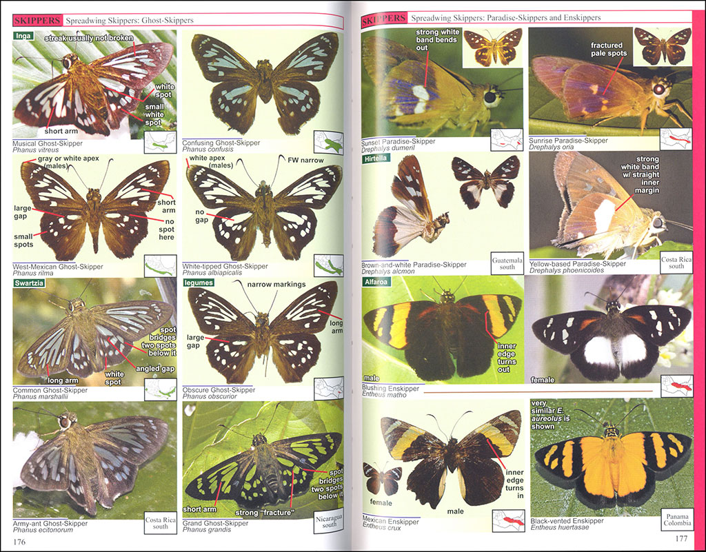 A SWIFT GUIDE TO BUTTERFLIES OF MEXICO AND CENTRAL AMERICA. 2ND ED. 4