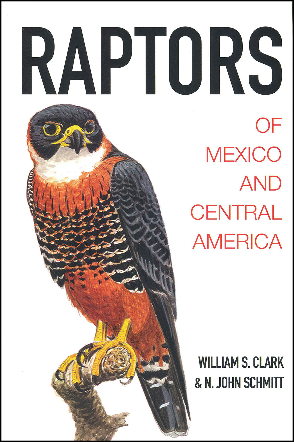 RAPTORS OF MEXICO AND CENTRAL AMERICA 1