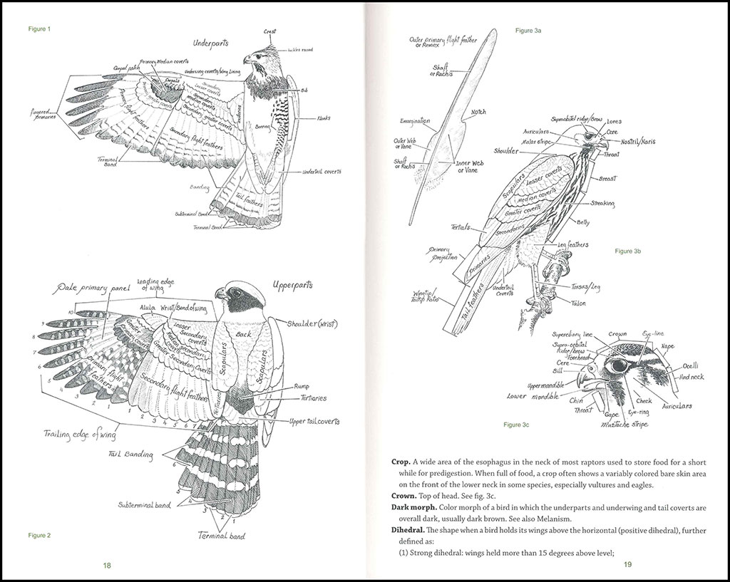 RAPTORS OF MEXICO AND CENTRAL AMERICA 2